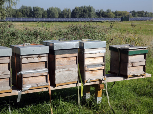 bijenkorven naast zonnepark WSHD